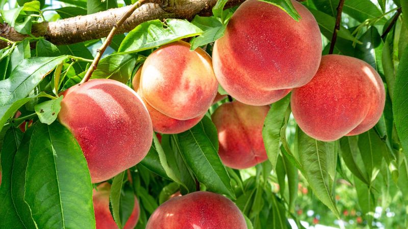 Peach Trees With Longevity Potential