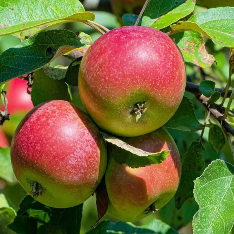 Apple Trees (Non-Resistant Varieties)