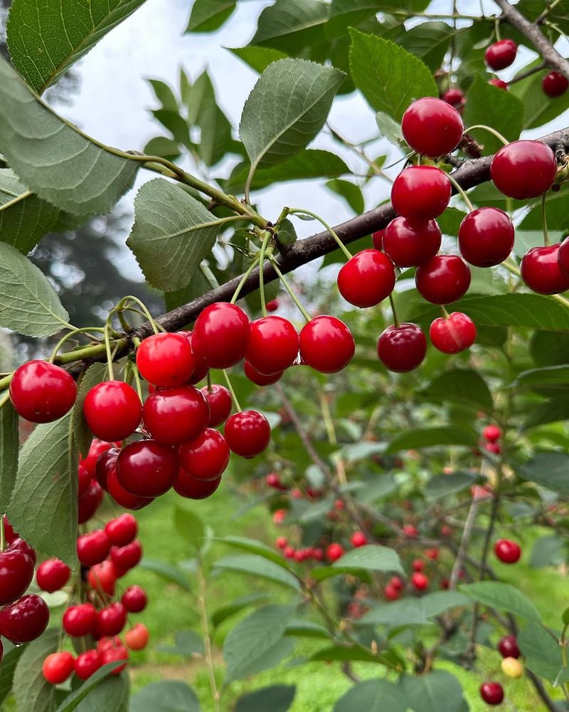 Sour Cherry