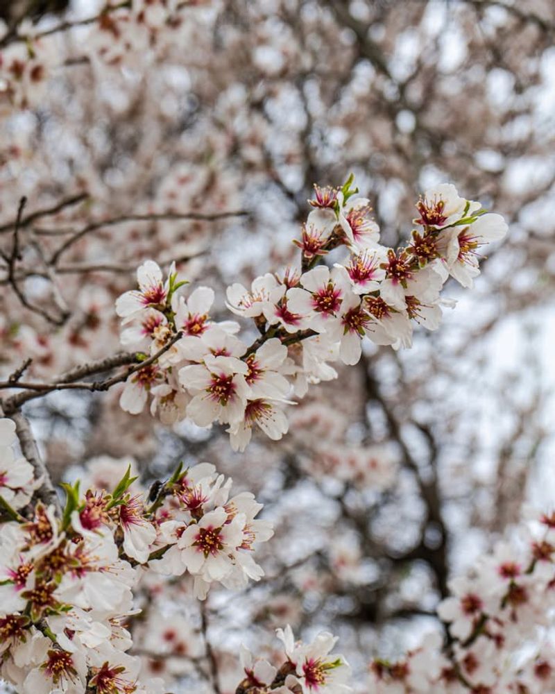 Almond Trees