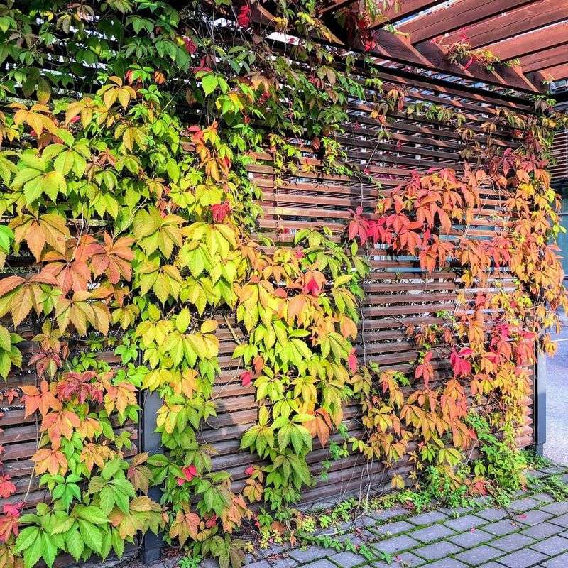 Virginia Creeper (Parthenocissus Quinquefolia)