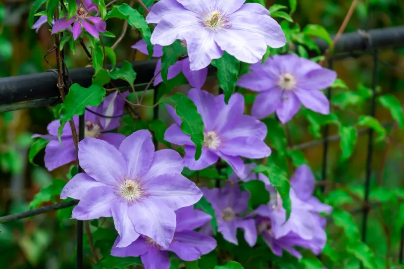 Shade-Tolerant Clematis Varieties (Group 1 Types)