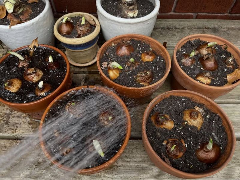 Bulb Forcing Creates Anticipation and Hope