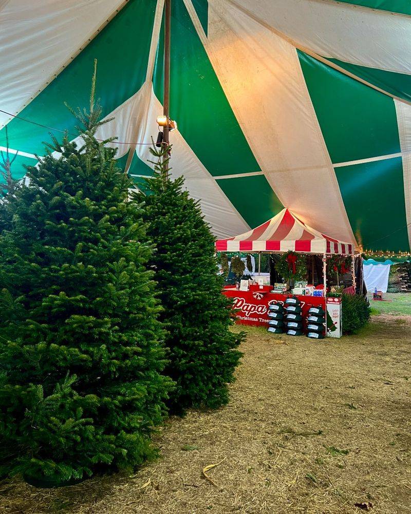 Papa Noel Christmas Trees & Wreaths