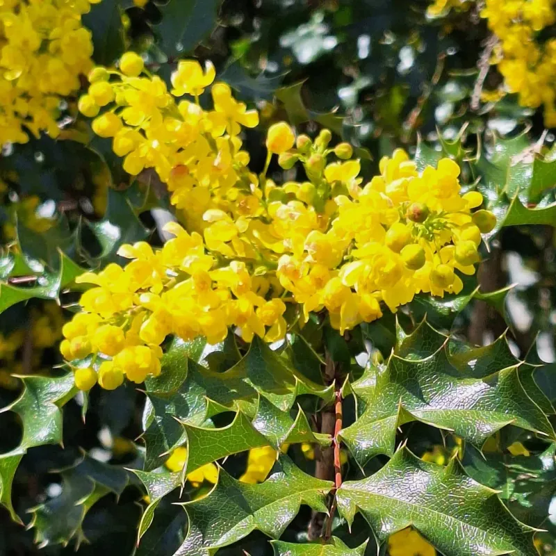 Oregon Grape