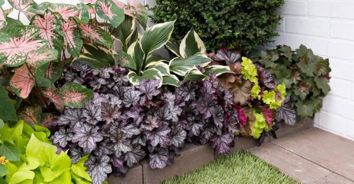 plants (featured image)