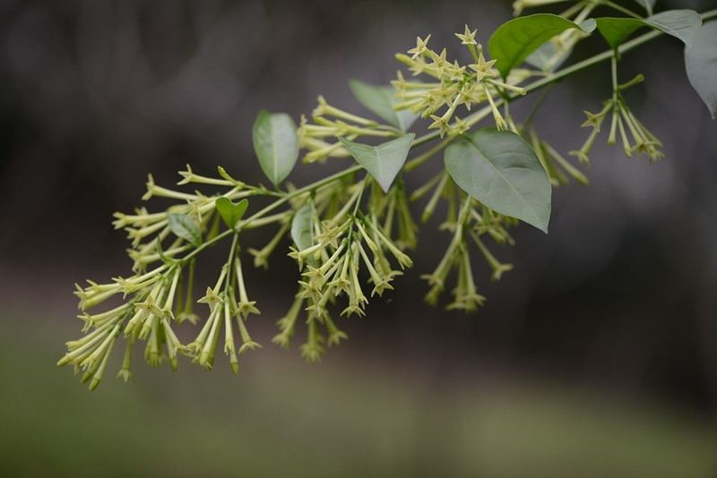 Neighbors Often Fight Over These Plants
