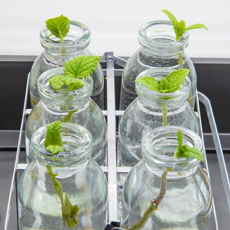 A Little Jar Of Green