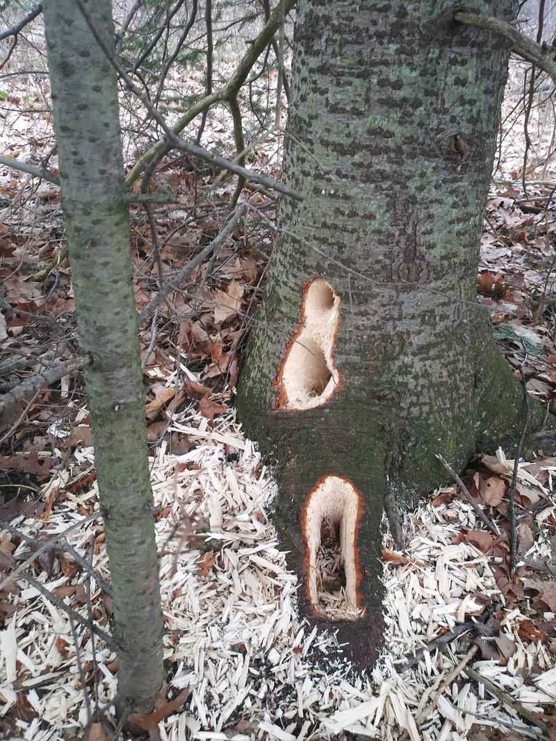 Responding To Diseased Or Infested Trees In The Area