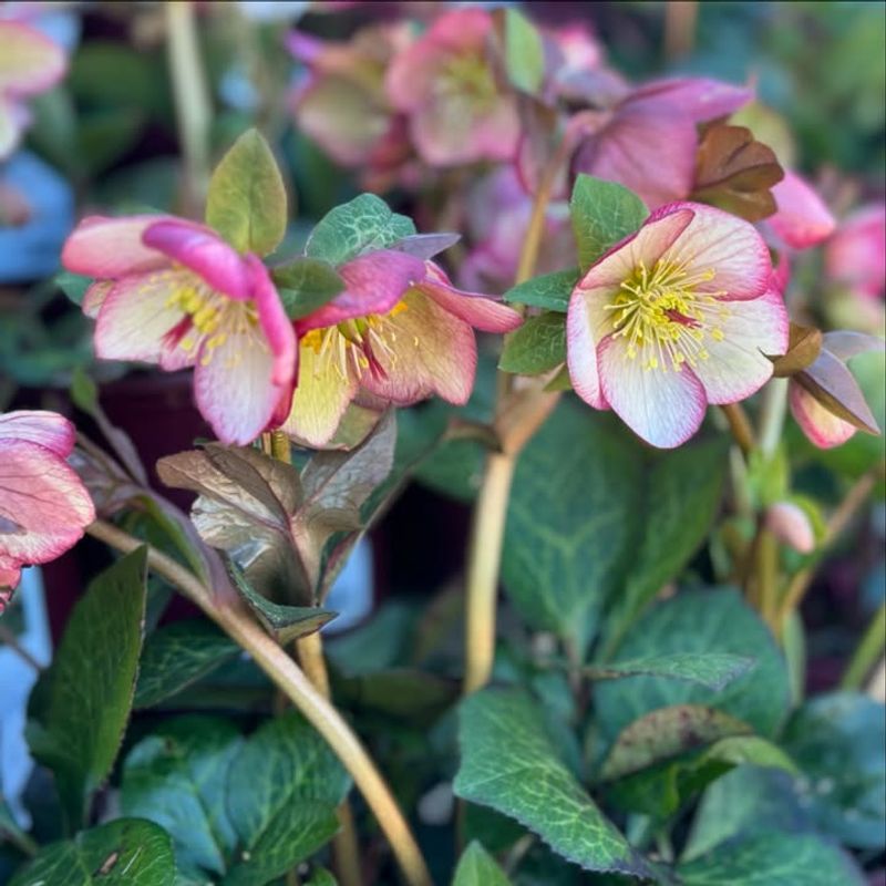 Adaptable to Various Soil Types