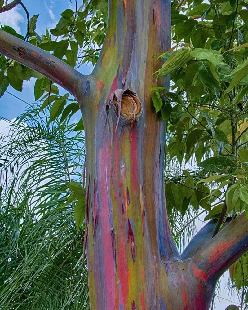 Long Growing Season Enhances Bark Color