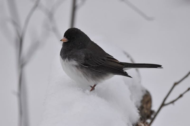 Shorter Daylight Hours Trigger Migration Instincts