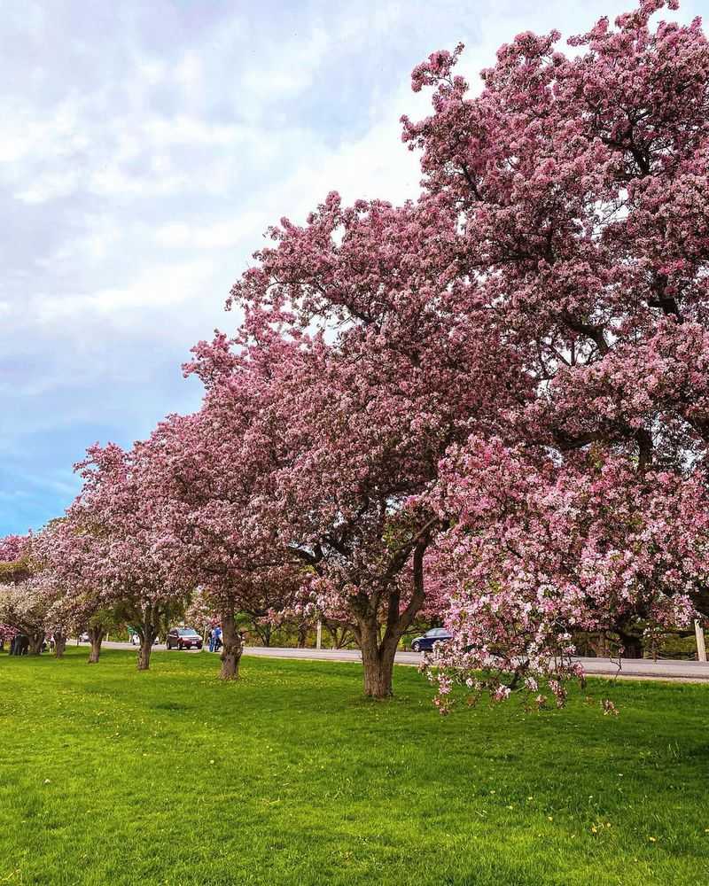 Spectacular Spring Blossoms That Transform Your Yard