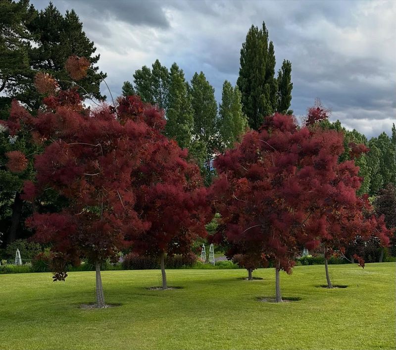 Compact Size Makes It Ideal For Smaller Urban Yards