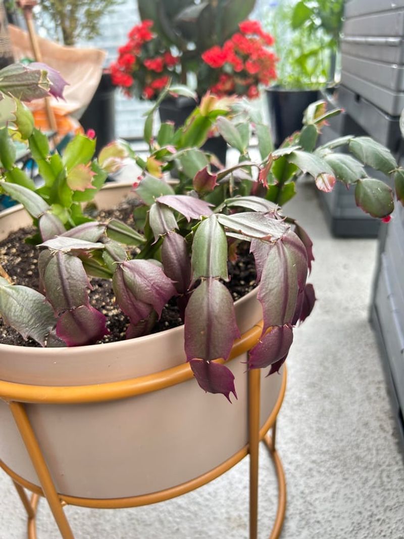 Dormancy Period Triggers Color Shifts