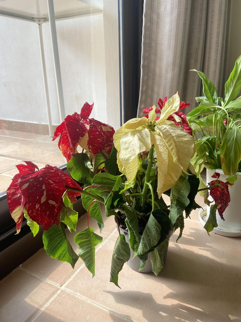 Overwatering Happens More Easily Than You Think