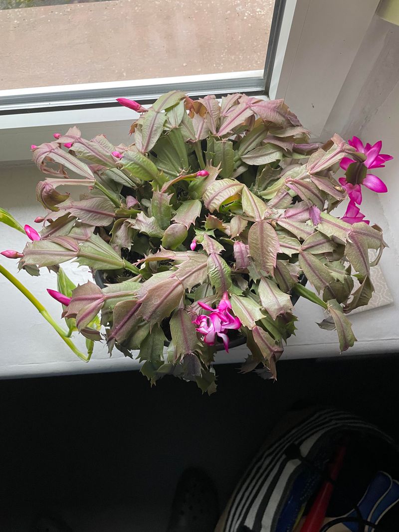 Humidity Levels That Are Too Low For Bud Formation