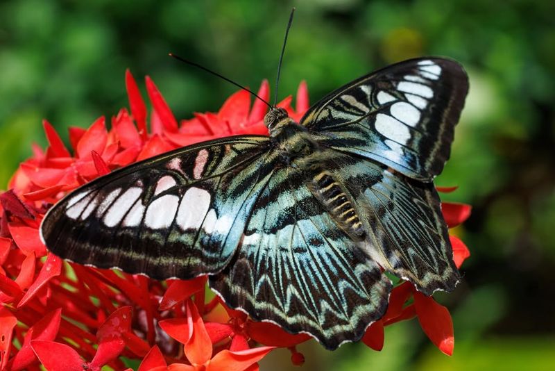Interactive Nectar Feeding Stations
