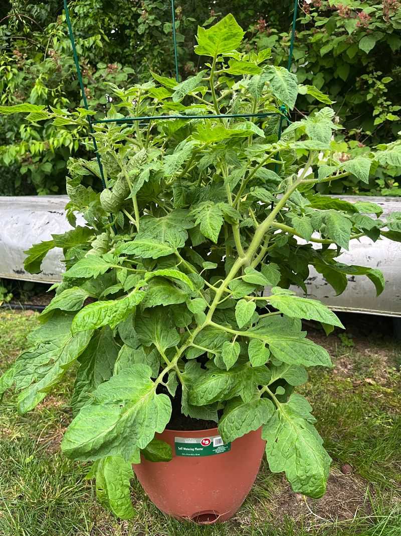 Allowing Plants To Become Overcrowded With Excessive Foliage