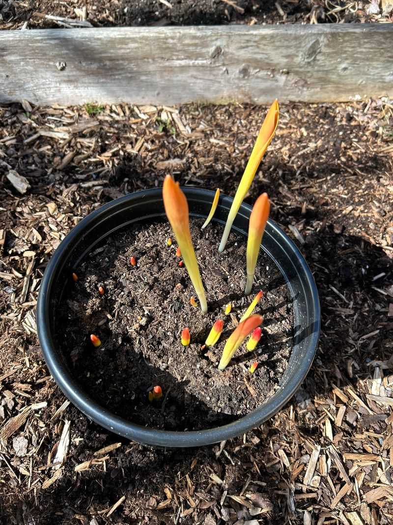 How Maryland Weather Swings Affect Fall And Winter Plant Cycles