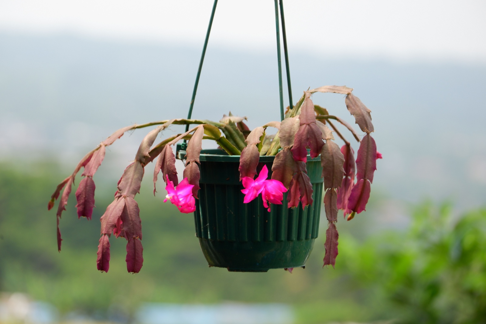 Experts Explain Why Christmas Cactus Leaves Turn Purple In Pennsylvania Winters