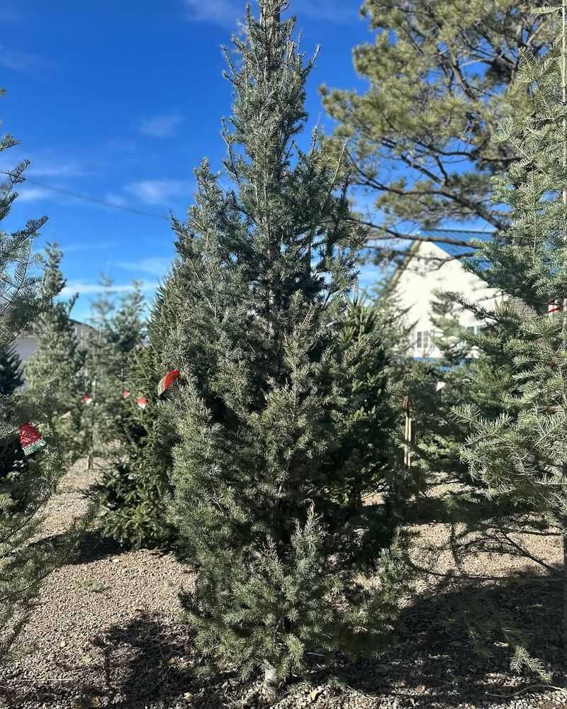 Extreme Drought Conditions Weakened Trees Before Harvest