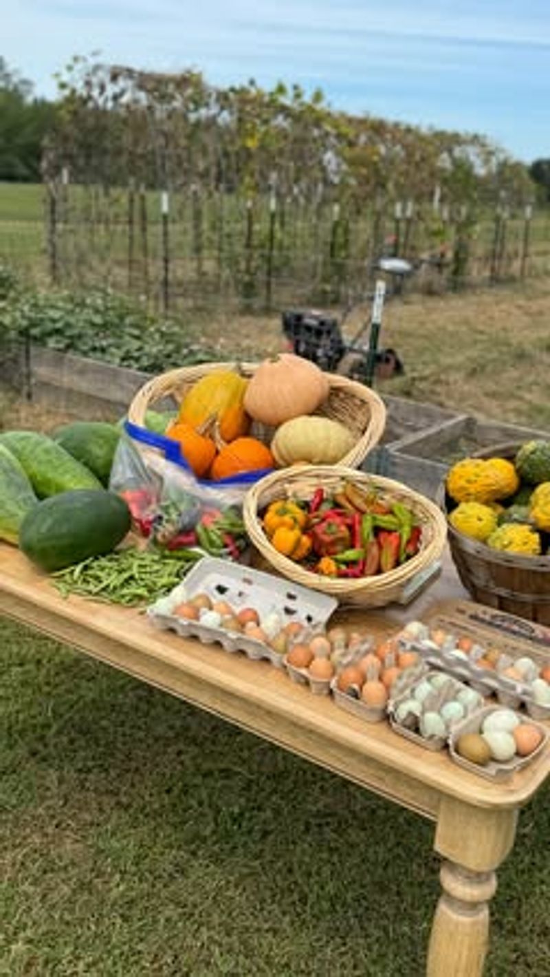 Celebrate Harvest with Cooking Projects