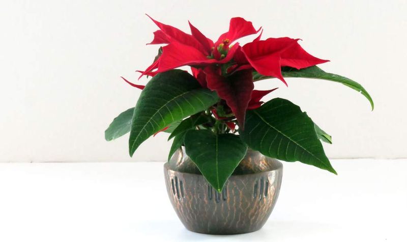 Skipping Regular Fertilization During Display Period