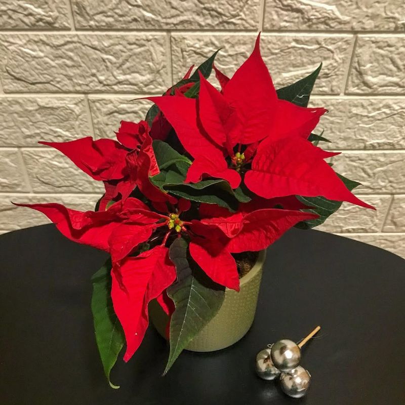 Forgetting About Nevada's Extremely Dry Indoor Air