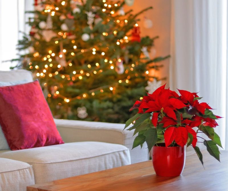 Skipping The Acclimation Period After Purchase