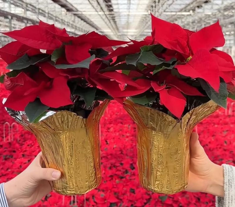 Using Decorative Foil Improperly