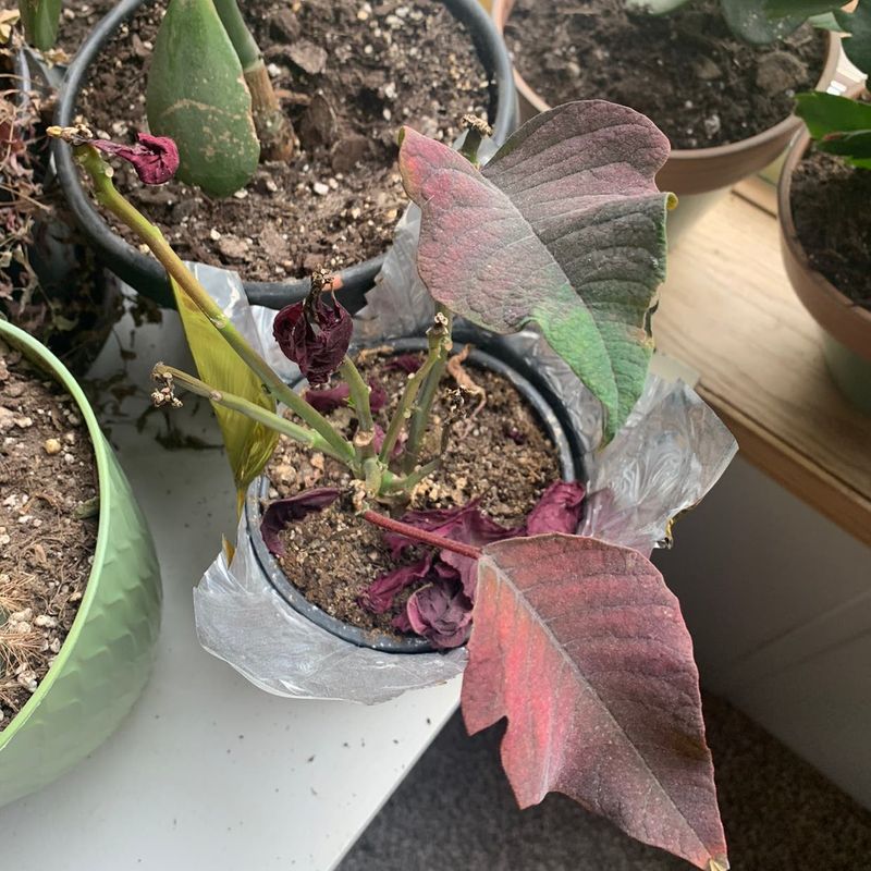 Neglecting To Check For Pests