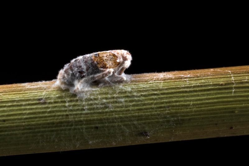 Reduced Freeze Events Allow Continuous Migration