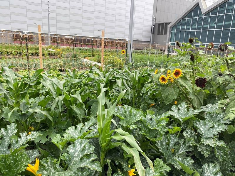 Urban Heat Island Reduction Cools Neighborhoods