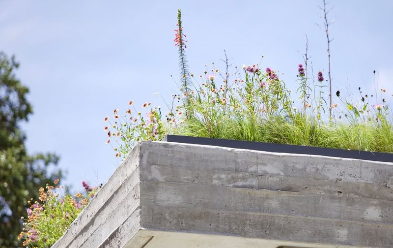 Habitat Creation for Local Wildlife