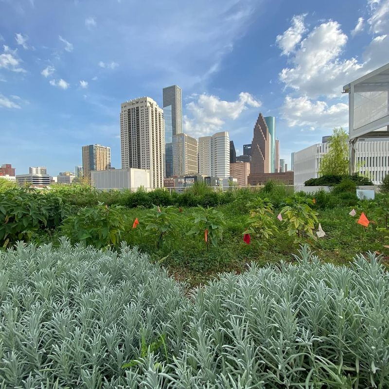Growing Fresh Produce In Rooftop Gardens