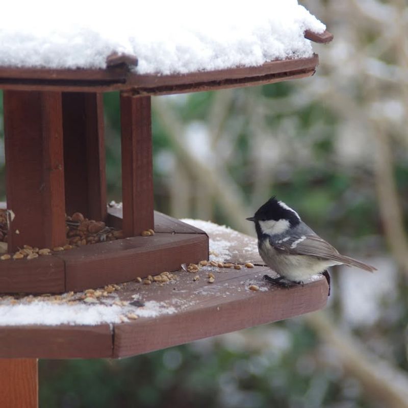 Natural Food Sources Have Become Scarce