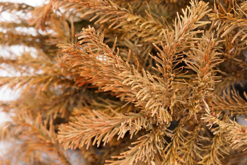 Record-Breaking Heat Waves Accelerated Moisture Loss