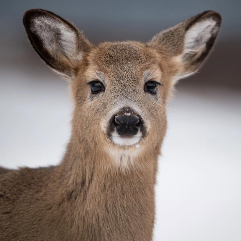 Deer Browse On Branches And Consume Available Berries