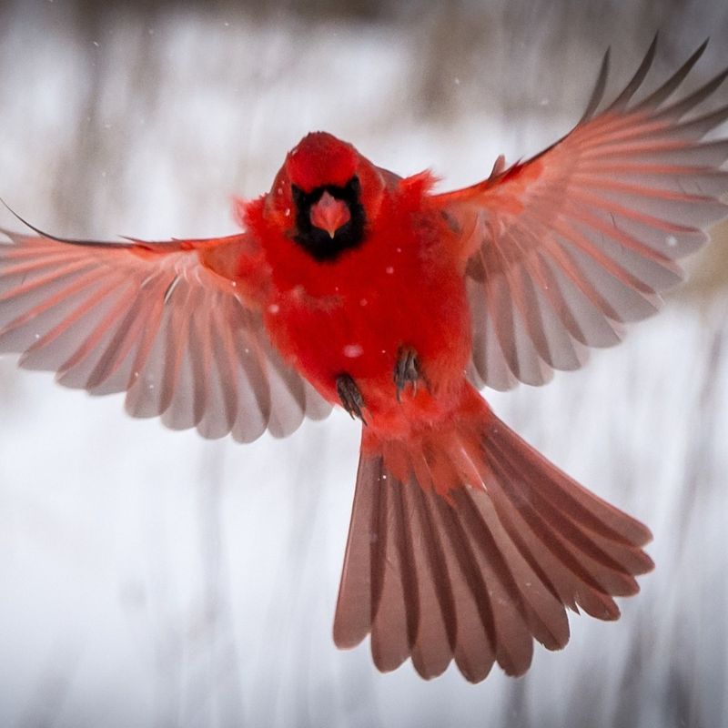 Territorial Behavior Increases Visible Cardinal Numbers