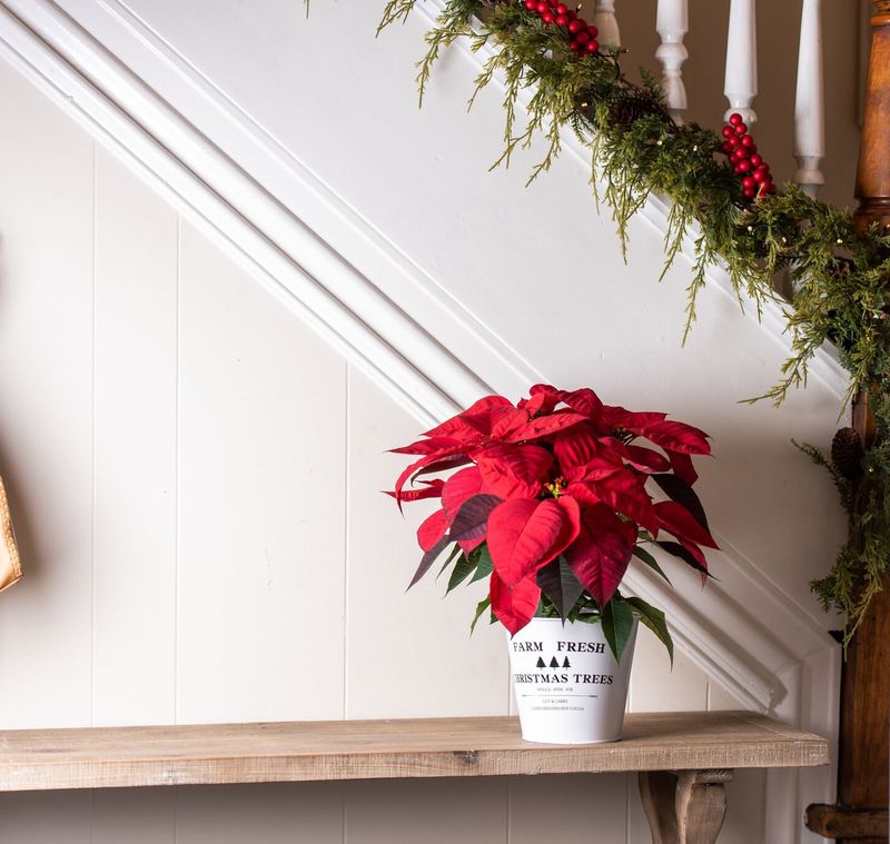 Intense Direct Sunlight Through Windows