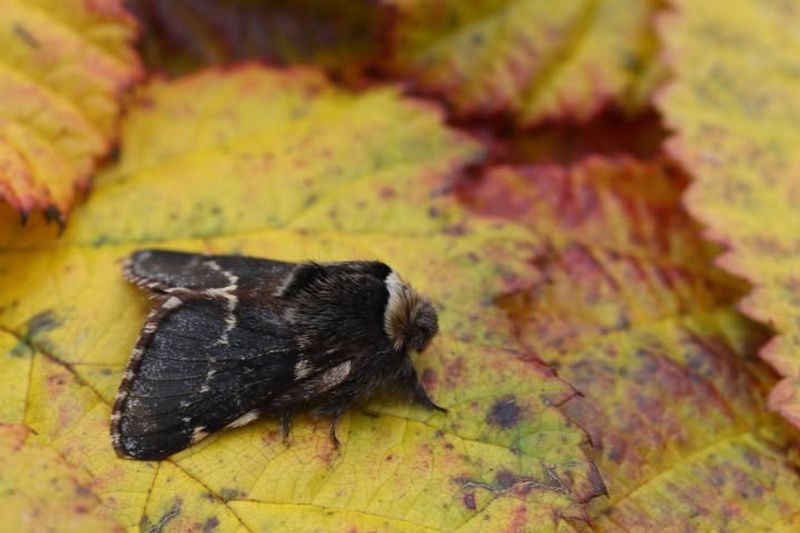 Butterflies And Moths Overwinter Directly In Leaf Piles