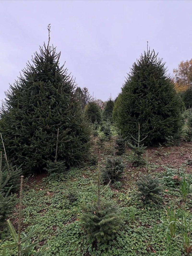 It Takes Seven To Ten Years To Grow A Harvest-Ready Tree