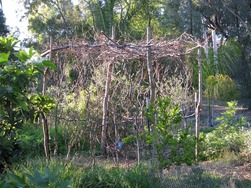 Living Willow Or Bamboo Trellises