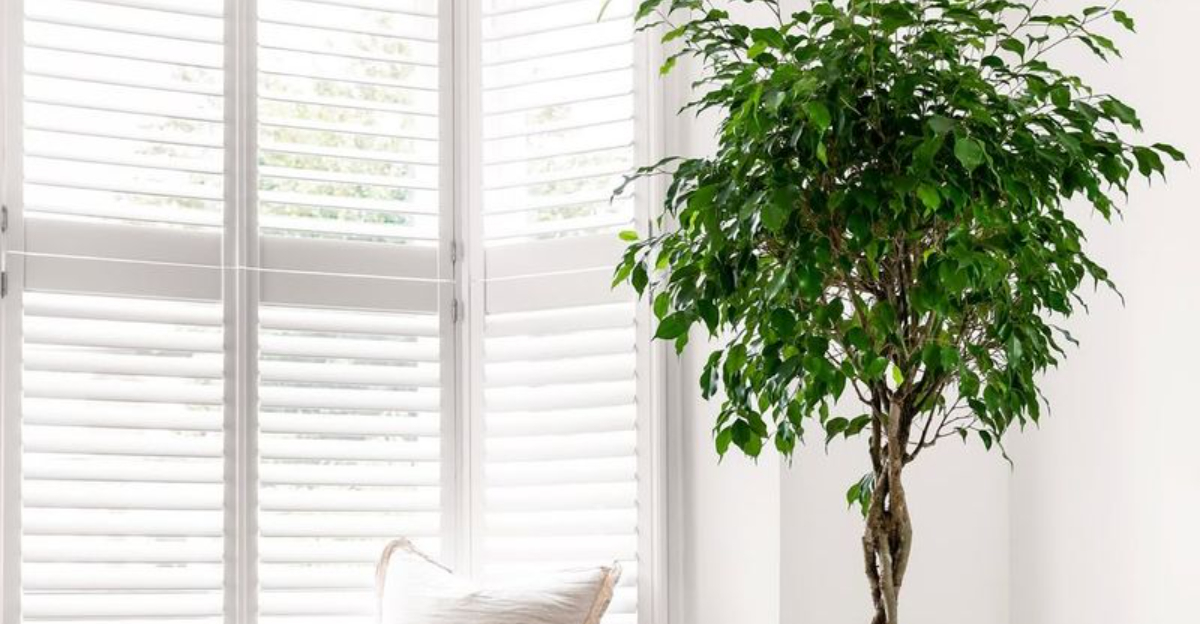 Fast Growing Tall Indoor Plants That Fit Beautifully In Georgia Homes