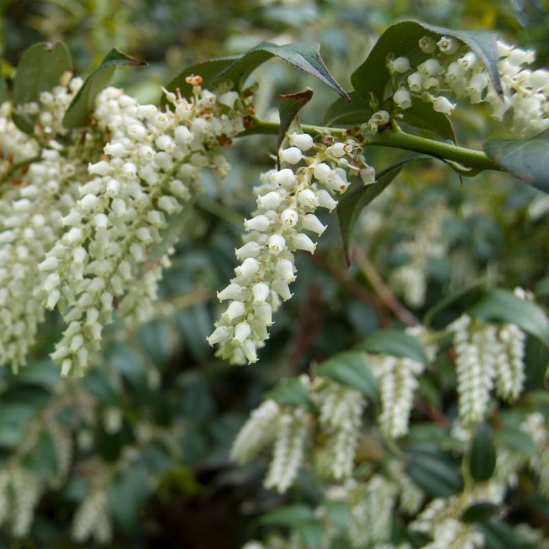 Leucothoe Fontanesiana (Drooping Leucothoe)