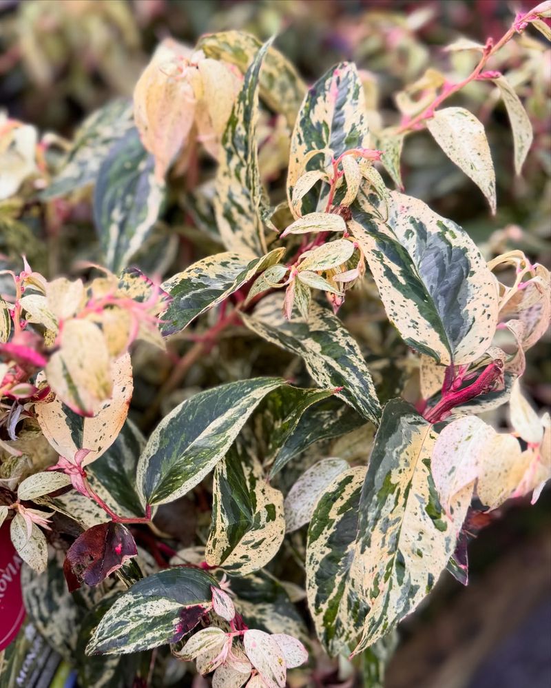 Leucothoe Fontanesiana