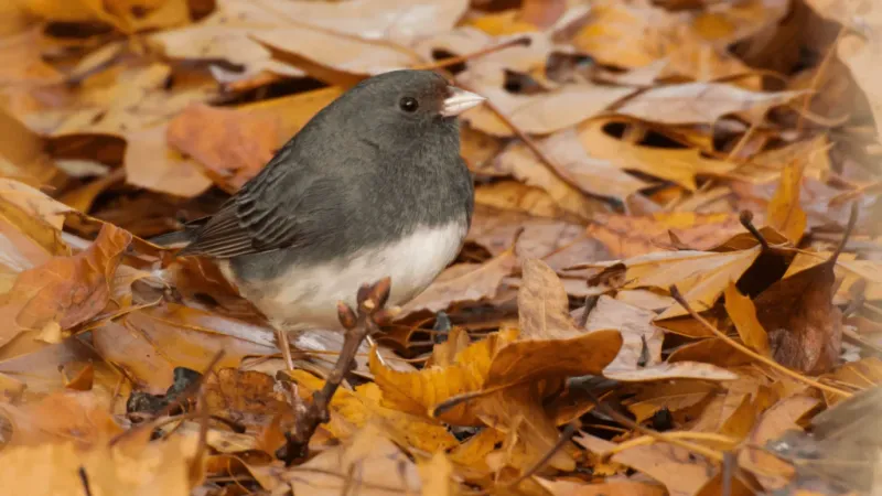 Thriving Insect Populations In Leaf Litter