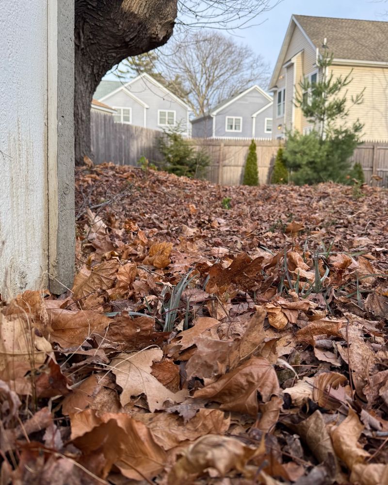 Leaving Leaves Reduces Yard Waste And Labor