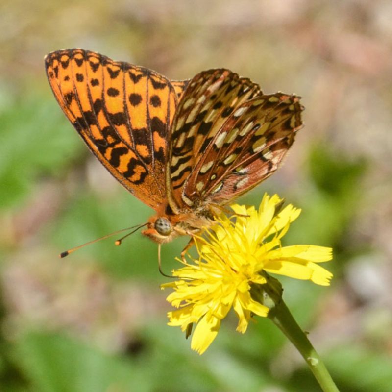 Certain Invertebrates Protected By Law